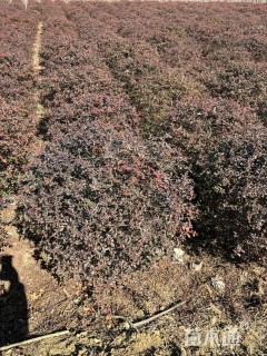 高度100厘米小丑火棘球