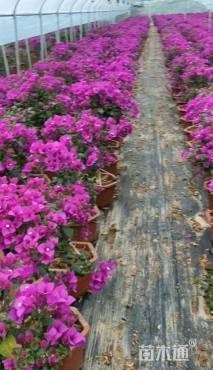 高度60厘米三角梅