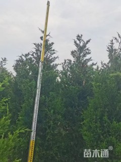 高度220厘米高度160厘米蜀桧