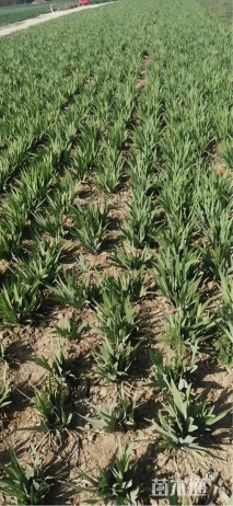 高度25厘米德国鸢尾