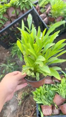 高度10厘米大花金鸡菊