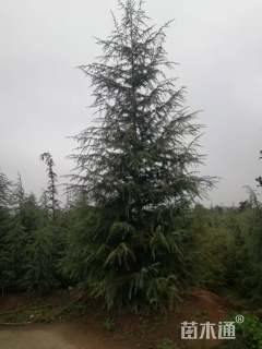 高度400厘米雪松