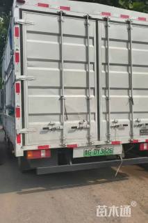 高度70厘米向日葵