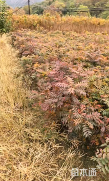0.6公分黄连木