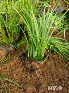 高度15厘米马兰头