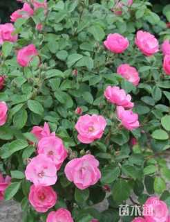高度35厘米钻石月季