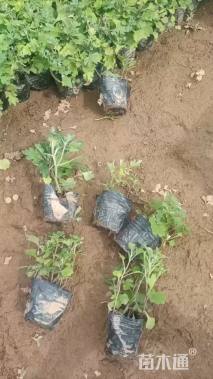 高度10厘米地被菊