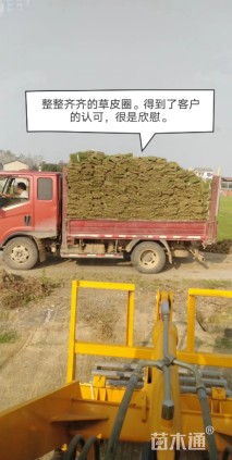 草卷状马尼拉草