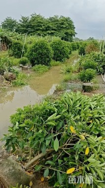 高度150厘米非洲茉莉