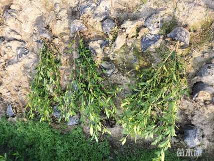 高度40厘米小叶栀子