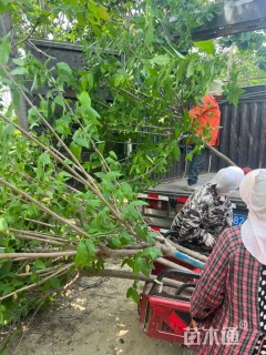高度300厘米蜡梅