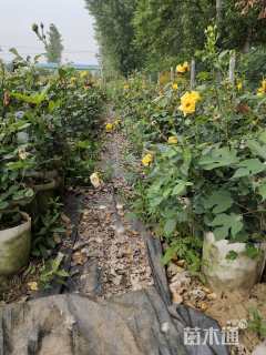 高度60厘米大花月季