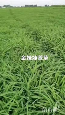 高度20厘米金娃娃萱草