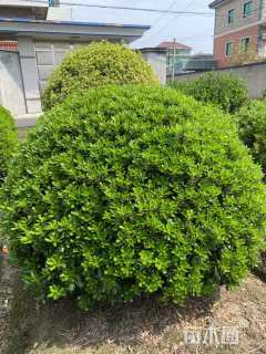 冠幅180厘米海桐球