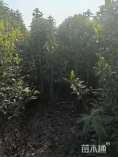 高度190厘米青珊瑚