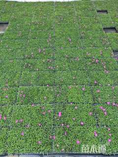 高度5厘米欧石竹