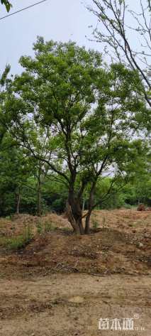 高度800厘米丛生三角枫