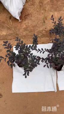 高度50厘米红花继木