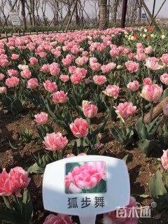 高度20厘米郁金香