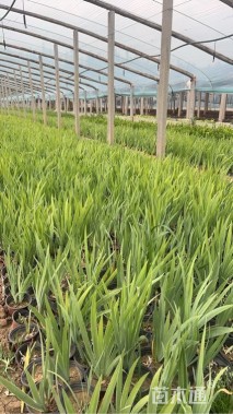 高度20厘米德国鸢尾