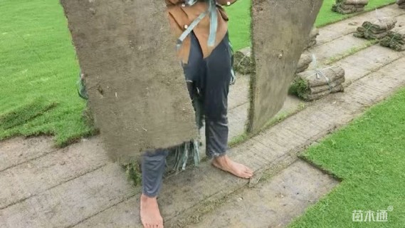 草卷状百慕大草