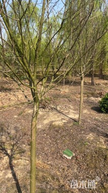 高度300厘米天鹅绒紫薇