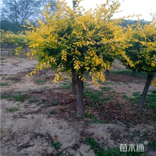 10公分金叶榆