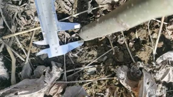 高度160厘米马褂木小苗
