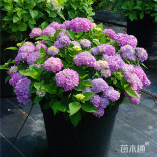 高度35厘米无尽夏绣球花