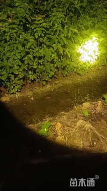 高度105厘米枫香小苗