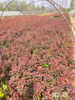 高度50厘米红叶小檗
