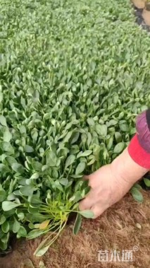 高度5厘米矢车菊