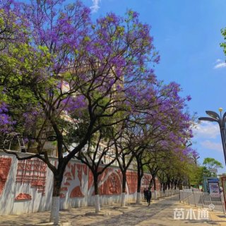 18公分蓝花楹