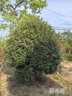 13公分红叶石楠