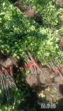 高度180厘米北海道黄杨