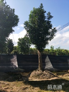 20公分香泡