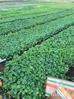 高度15厘米蜀葵