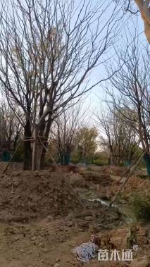 60公分(5杆)丛生朴树