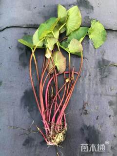 高度5厘米荇菜
