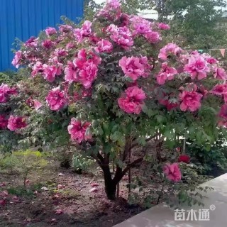 高度180厘米牡丹