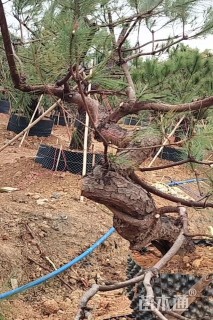 高度150厘米马尾松