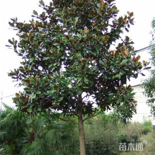 5公分广玉兰