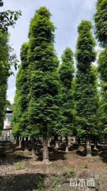 20公分金丝楠木