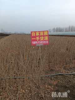 高度60厘米紫叶水蜡