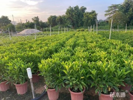 高度40厘米非洲茉莉