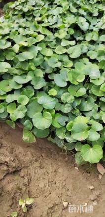 高度30厘米大吴风草