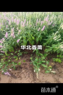 高度60厘米天目琼花