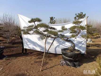 20公分造型黑松