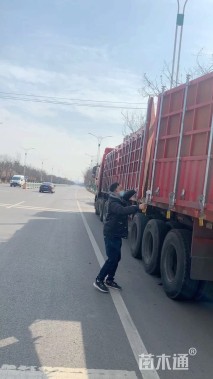 高度60厘米无尽夏绣球
