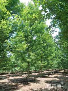 12公分美国红枫